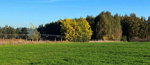 Pozo Profundo en Peumo